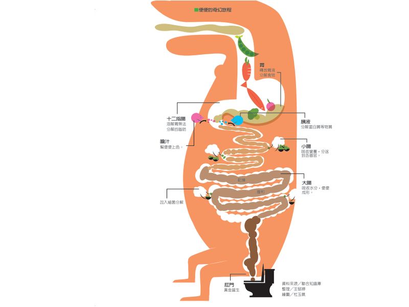 肠胃问题m型化 肠道顺畅3大指标